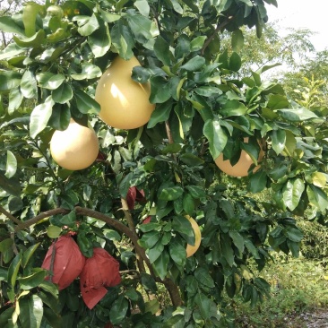 三红蜜柚