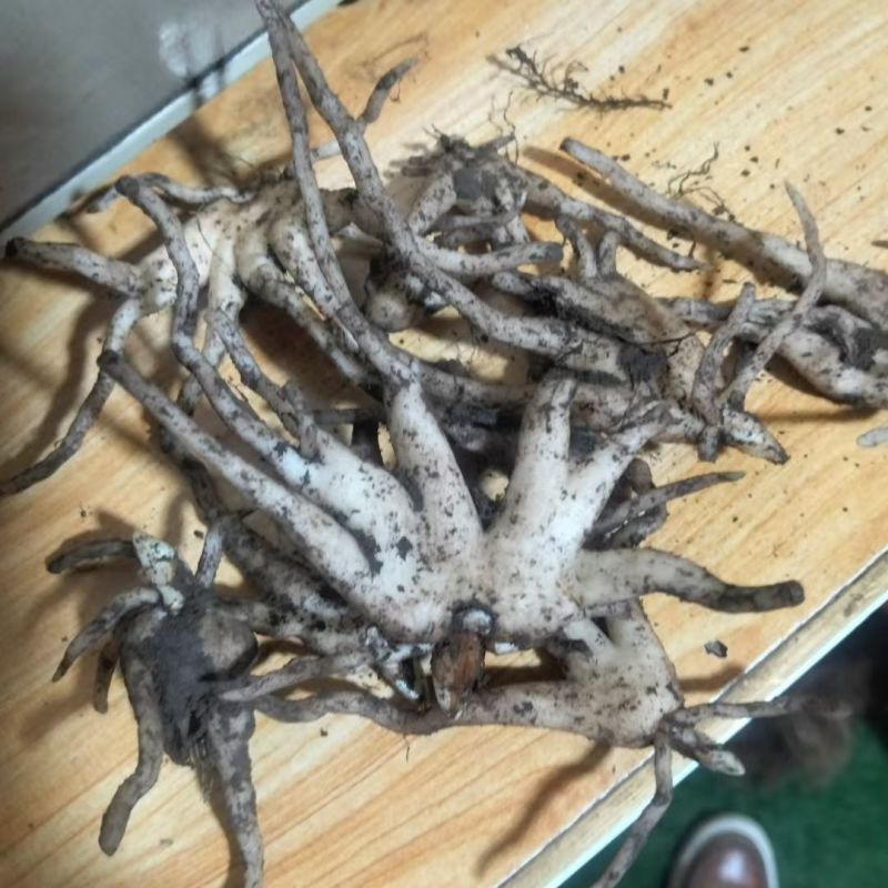 新鲜手掌参刚挖出来