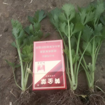 芹菜苗