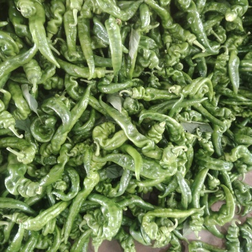 螺丝椒，线椒，螺线大量有货