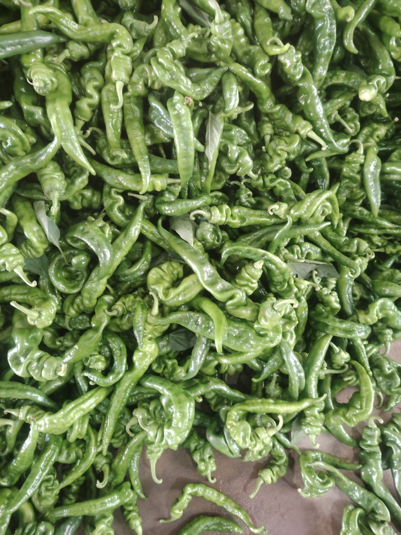 螺丝椒，线椒，螺线大量有货