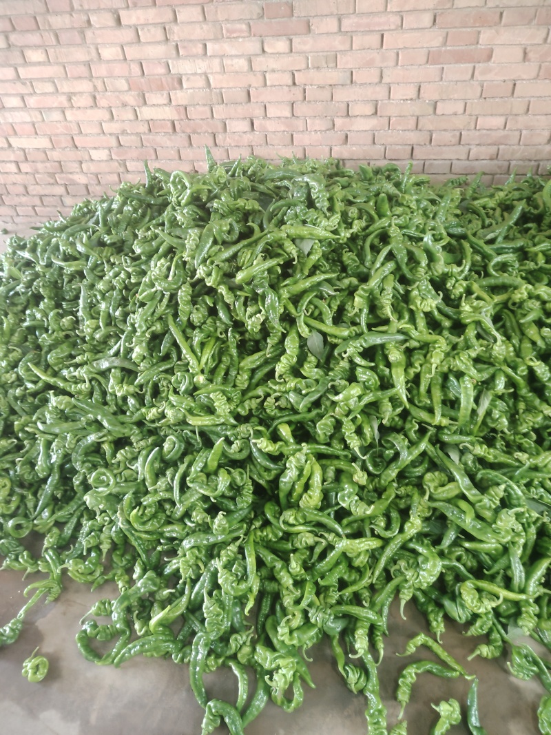 螺丝椒，线椒，螺线大量有货