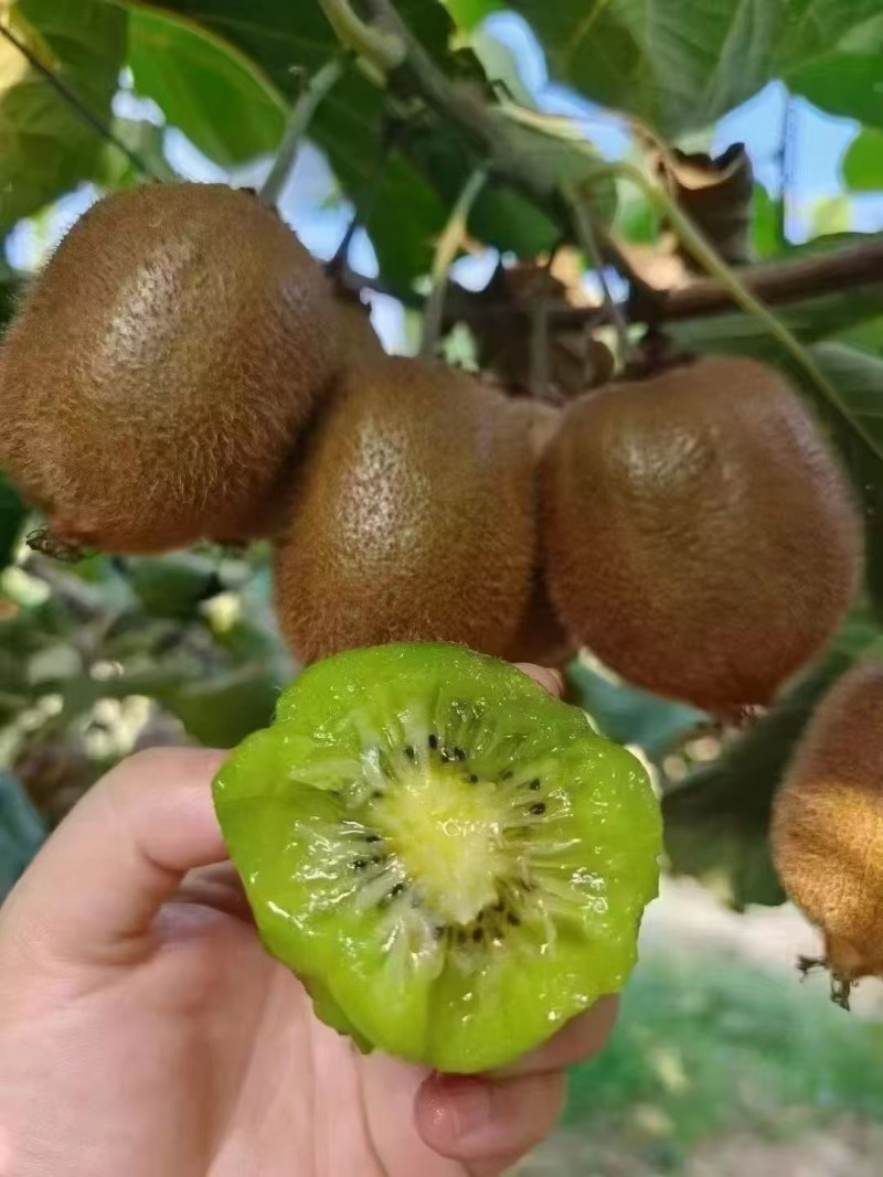 眉县徐香猕猴桃🥝