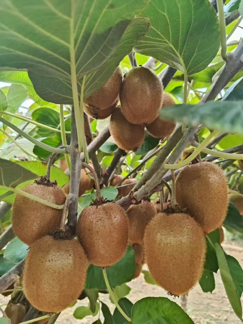 眉县徐香猕猴桃🥝