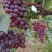 甘肃红提葡萄