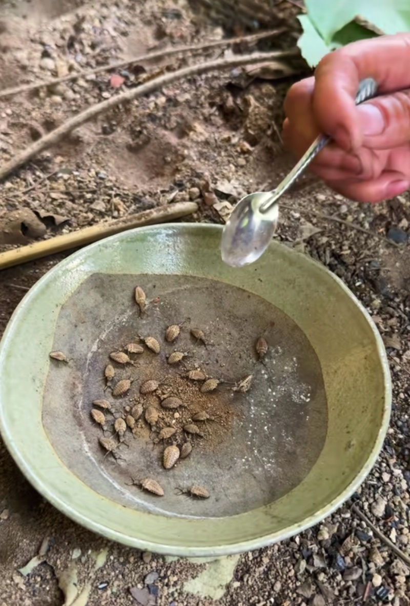 金沙牛，又称地牿牛