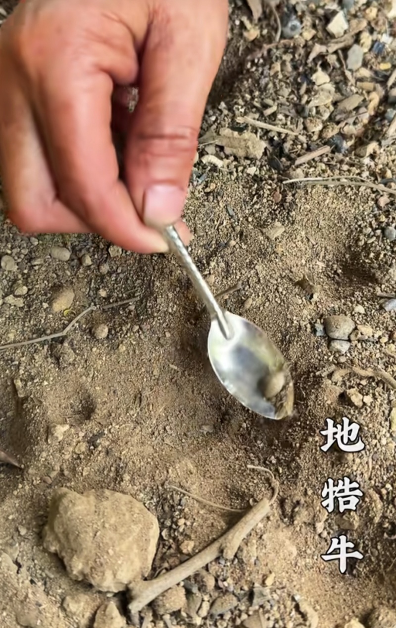 金沙牛，又称地牿牛