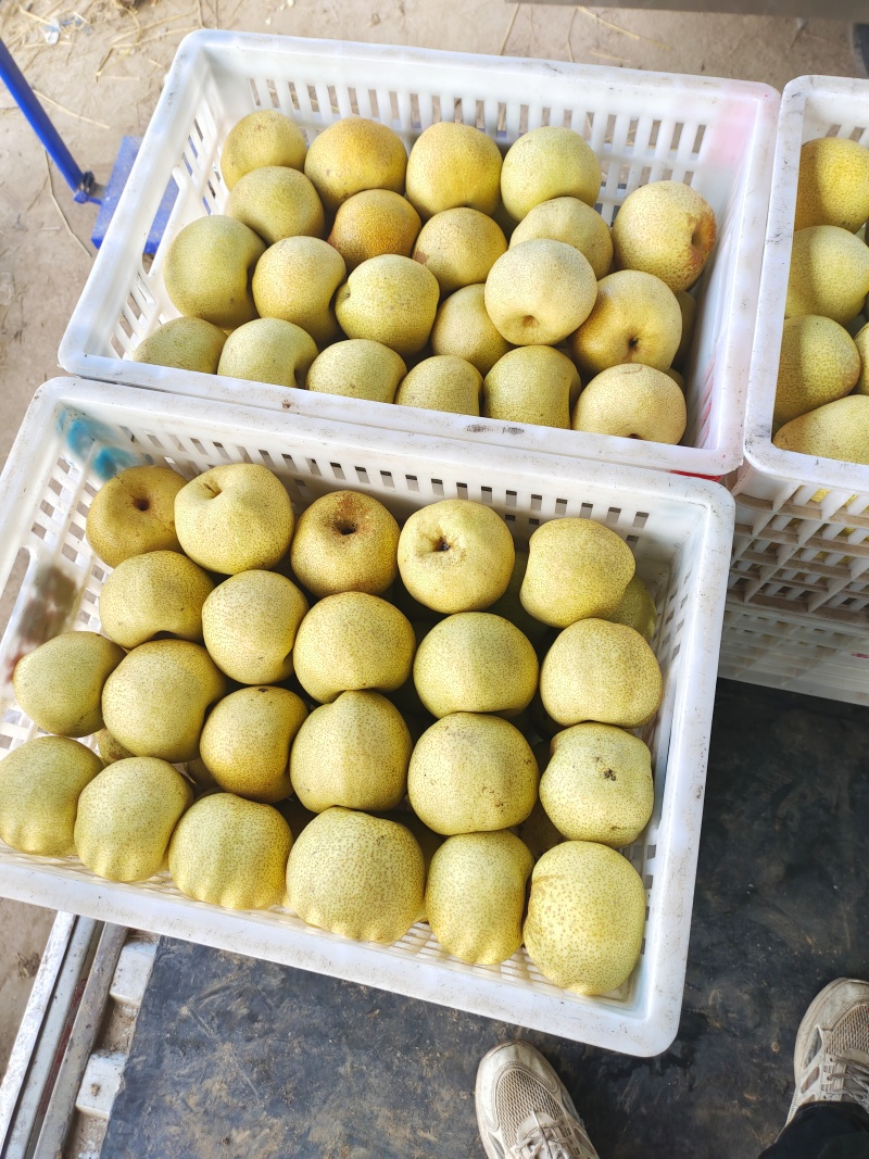 白皮酥梨