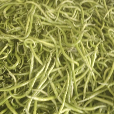 精品线椒，大量出货