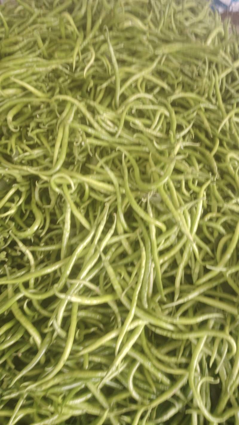 精品线椒，大量出货