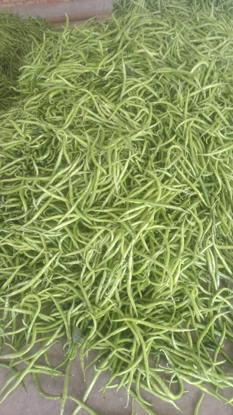 精品线椒，大量出货