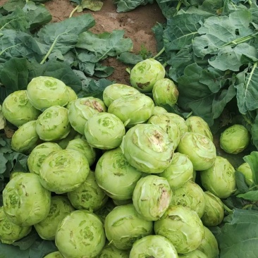 卖大白菜，芋头
