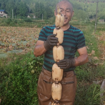 蓬溪老六号莲藕