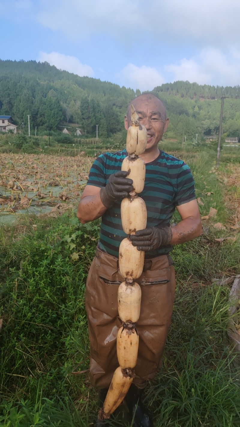 蓬溪老六号莲藕
