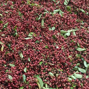 鲜花椒