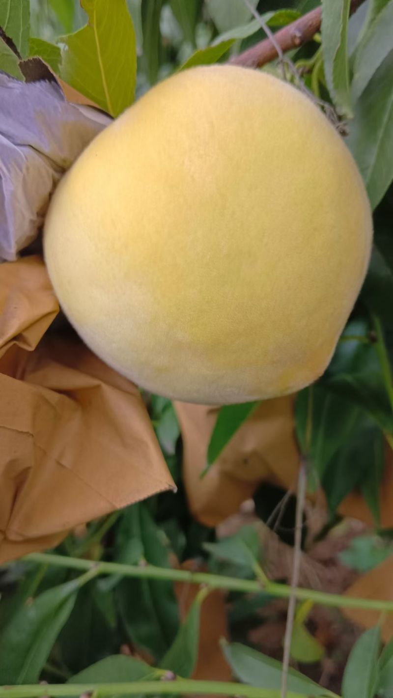 黄桃