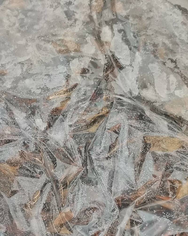 蟋蟀冻货