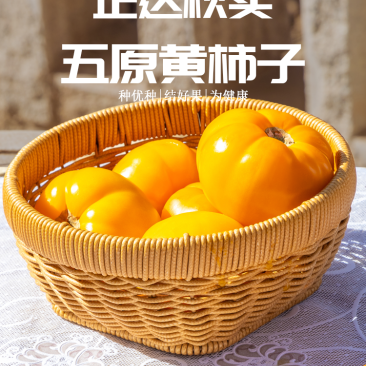 黄西红柿