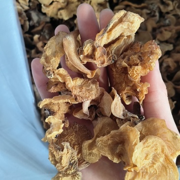 羊肚耳精品羊肚耳鹿肚菌沙耳精品沙耳珍珠菌兔耳菌电商