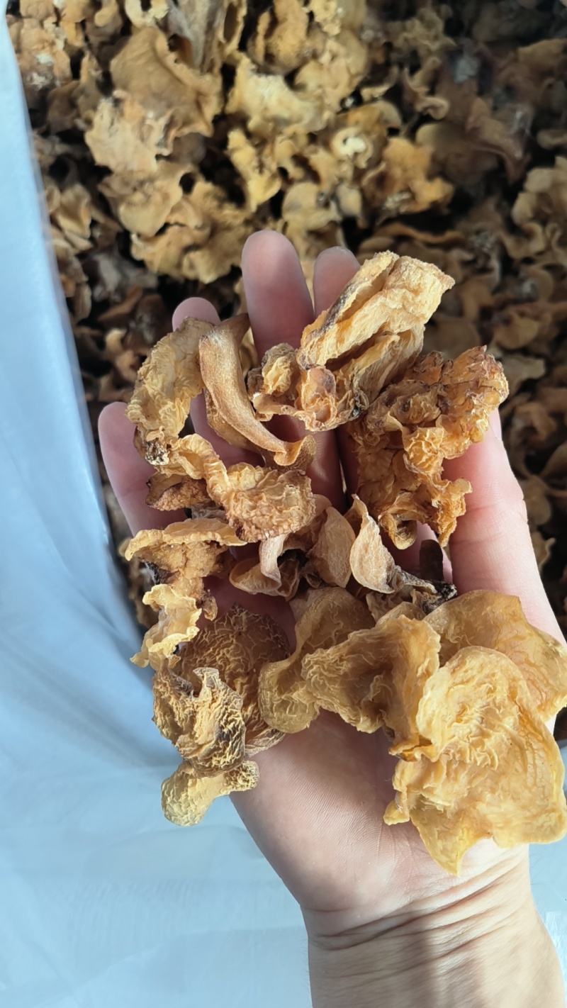 羊肚耳精品羊肚耳鹿肚菌沙耳精品沙耳珍珠菌兔耳菌电商