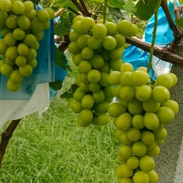 阳光玫瑰