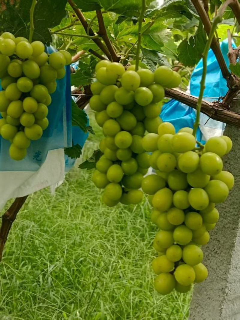 阳光玫瑰