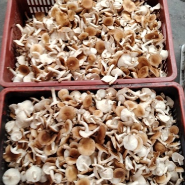 小香菌