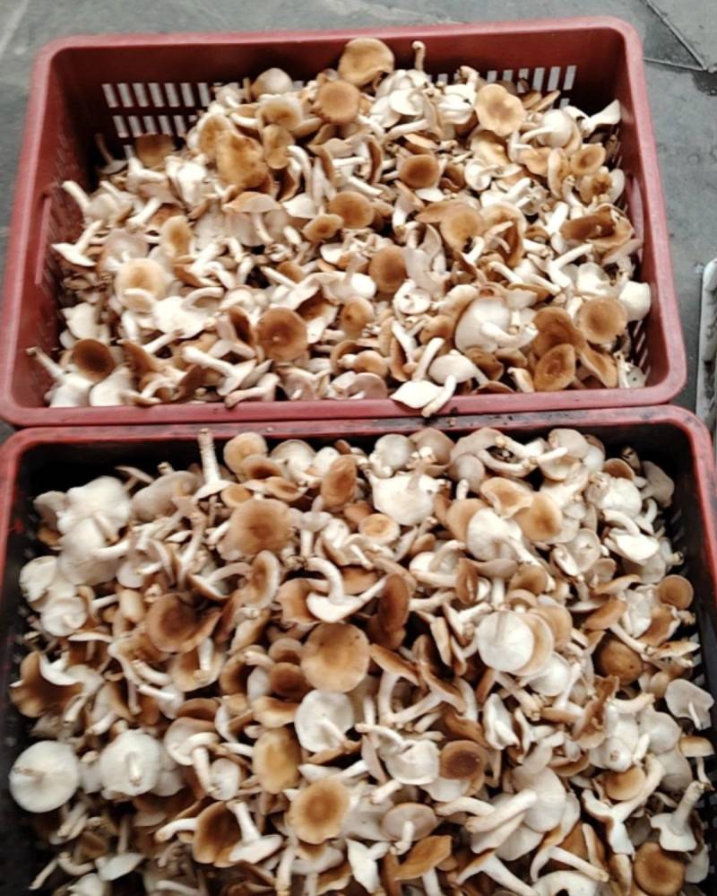小香菌