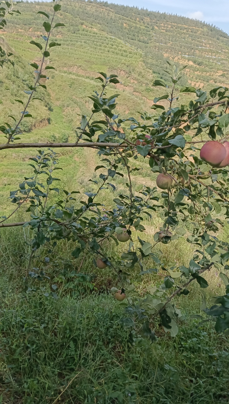 昭通苹果