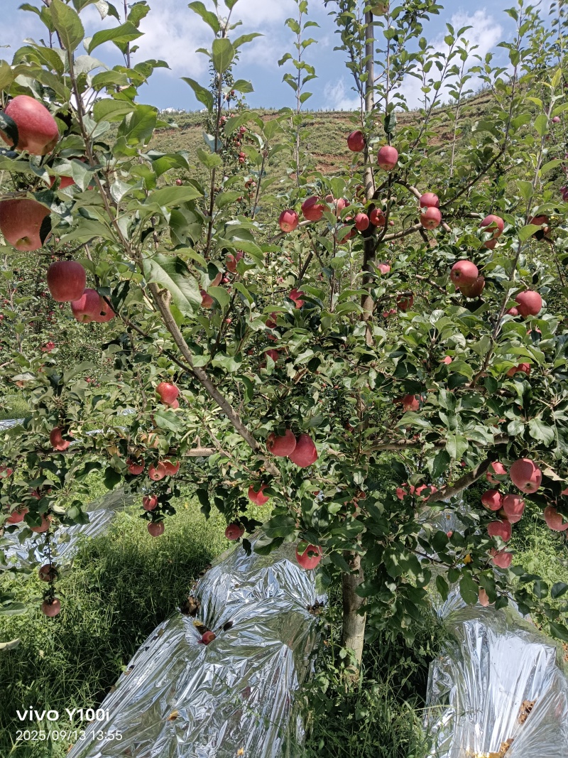 昭通苹果