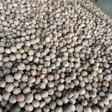 185纸皮核桃