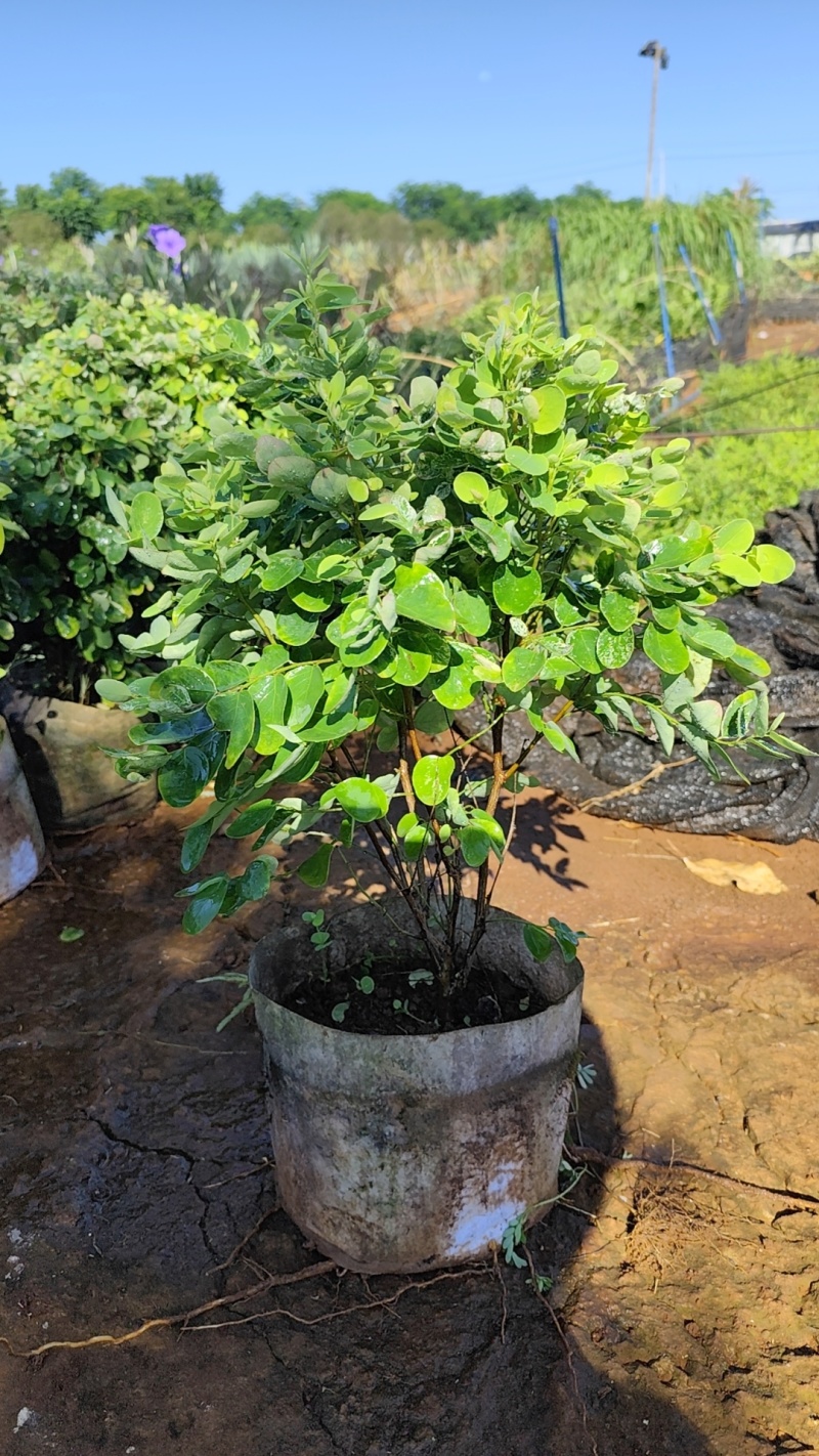雪花木地被小袋苗