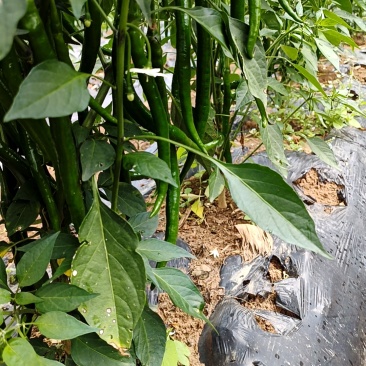 3号线椒