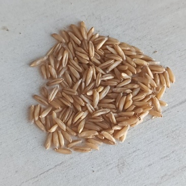 莜麦