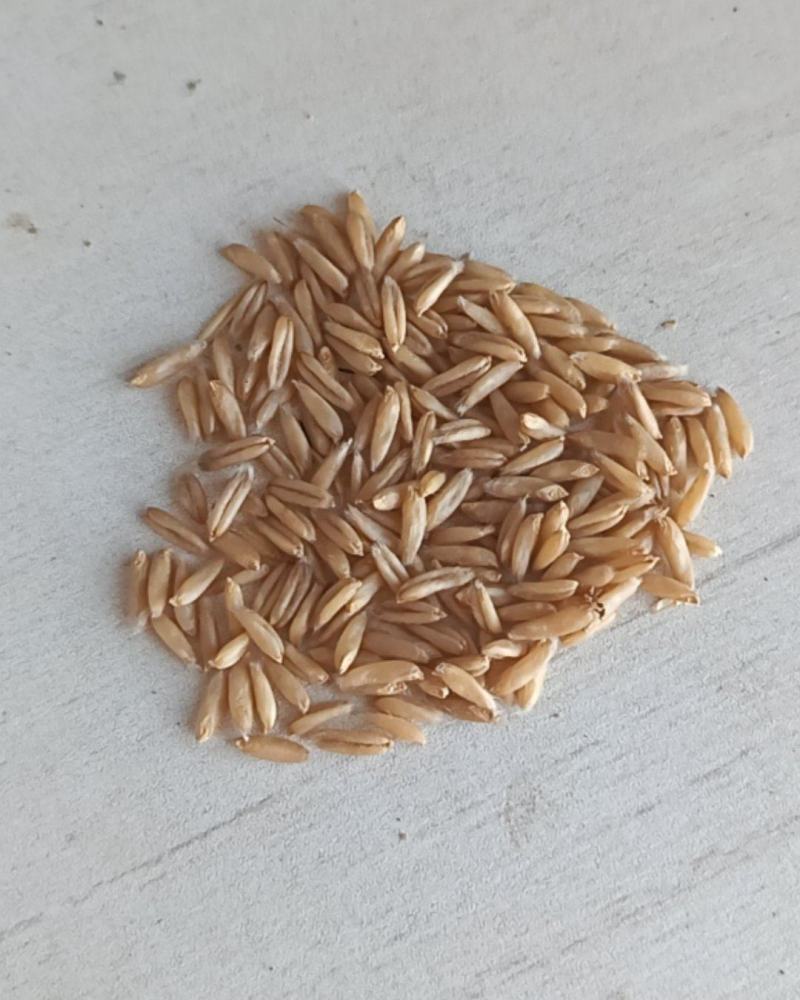 莜麦