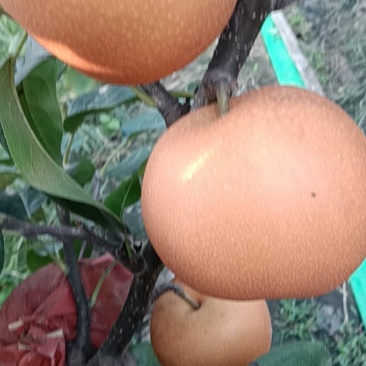 无木栓秋月梨5两起步