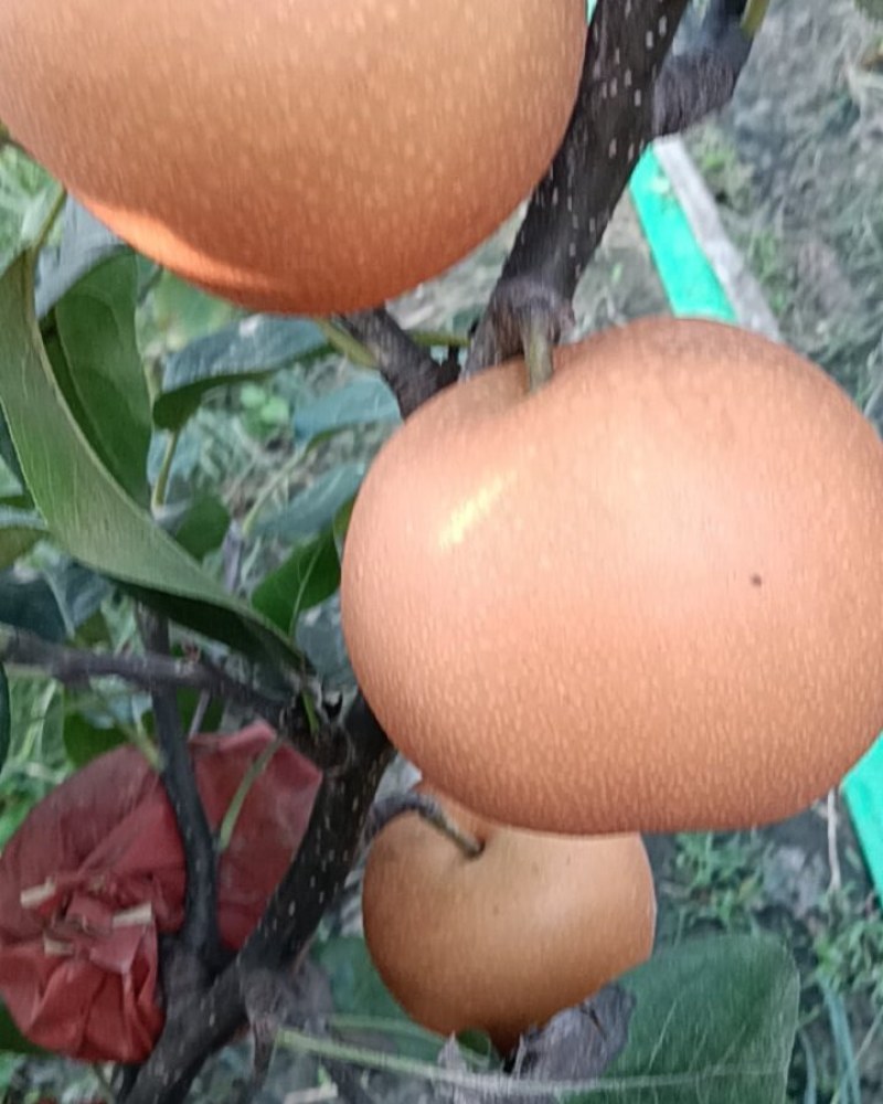 无木栓秋月梨5两起步