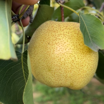 砀山酥梨🍐