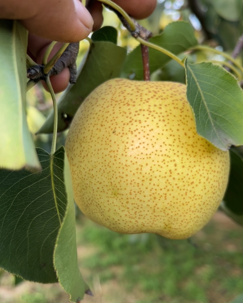 砀山酥梨🍐