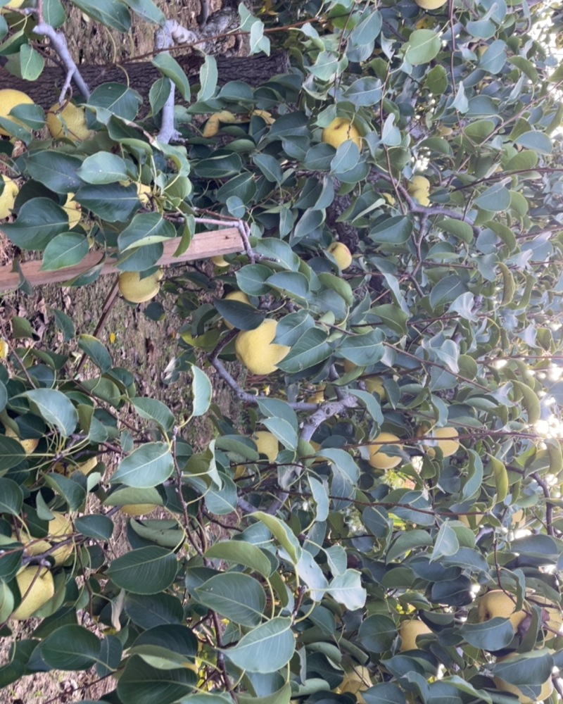 砀山酥梨🍐