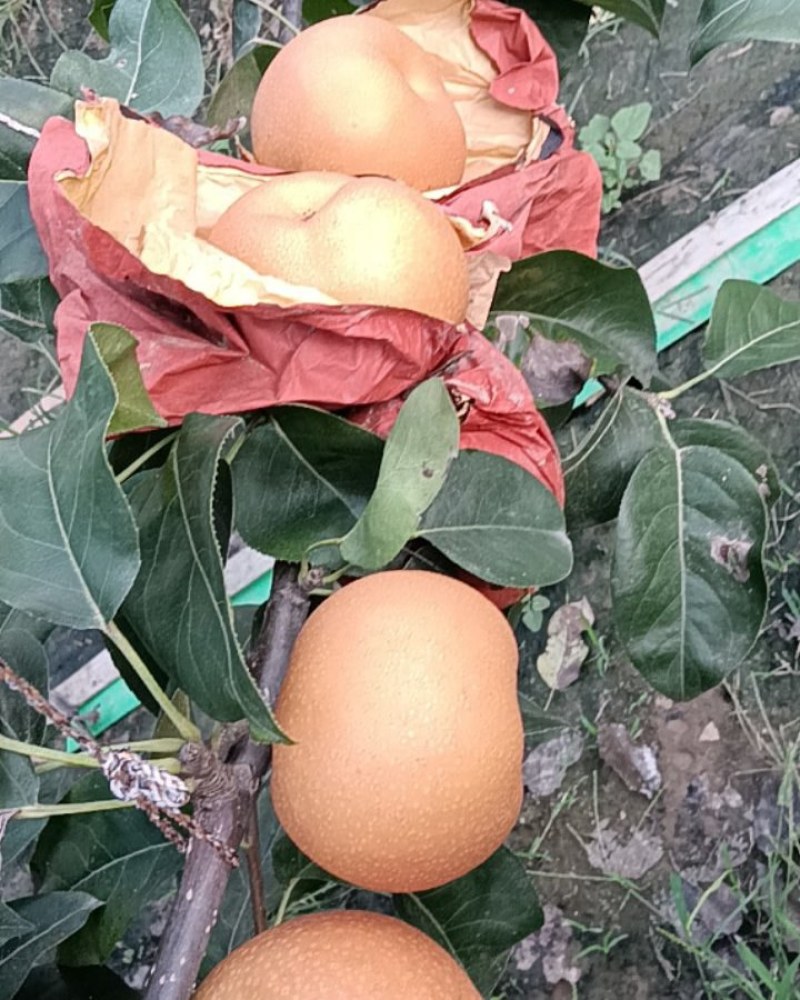 无木栓秋月梨5两起步