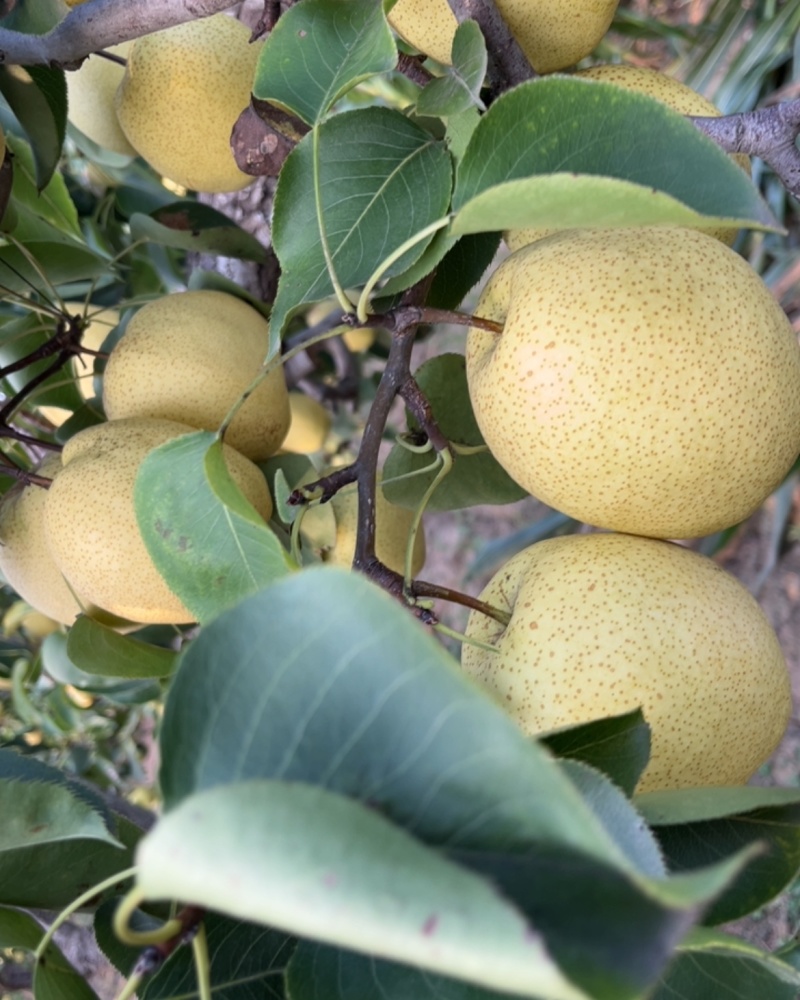 砀山酥梨🍐