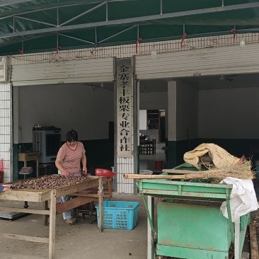 金寨板栗