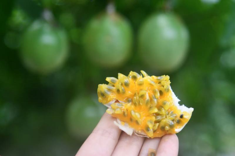 百香果