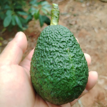 牛油果