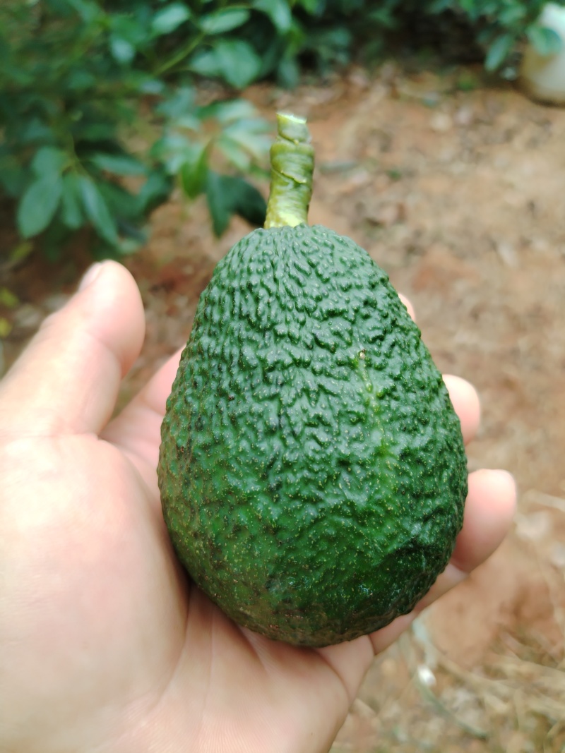 牛油果