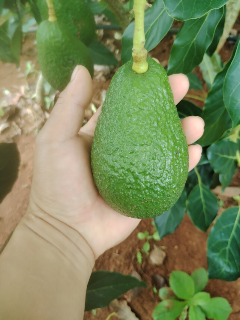 牛油果