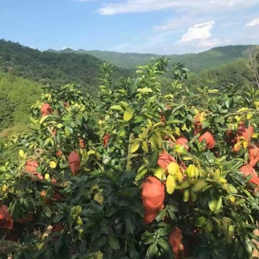 自家梅县蜜柚红肉蜜柚白肉蜜柚无中介