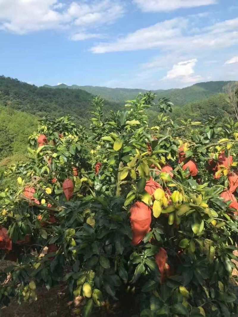 自家梅县蜜柚红肉蜜柚白肉蜜柚无中介
