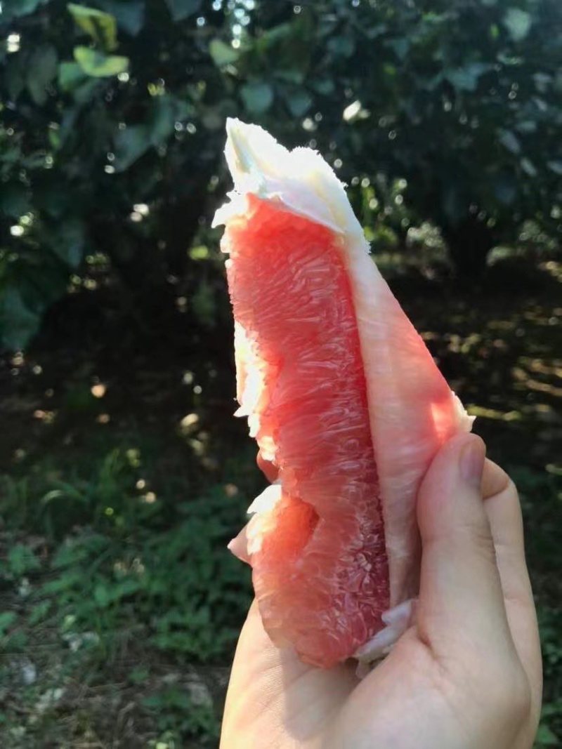 自家梅县蜜柚红肉蜜柚白肉蜜柚无中介